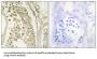 Microtubule Associated Serine/threonine Kinase Family Member 4 (MAST4) Antibody