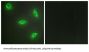 Tumor Necrosis Factor Ligand Superfamily Member 14 (TNF14) Antibody