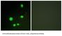 Mediator Complex Subunit 14 (MED14) Antibody