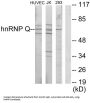 Heterogeneous Nuclear Ribonucleoprotein Q (hnRNP Q) Antibody