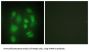 Heterogeneous Nuclear Ribonucleoprotein Q (hnRNP Q) Antibody