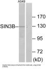 SIN3 Transcription Regulator Family Member B (SIN3B) Antibody