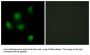 SIN3 Transcription Regulator Family Member B (SIN3B) Antibody