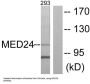 Mediator Complex Subunit 24 (MED24) Antibody