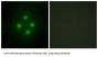 Mediator Complex Subunit 24 (MED24) Antibody