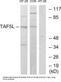 TATA-Box Binding Protein Associated Factor 5 Like (TAF5L) Antibody