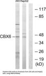 Chromobox Protein Homolog 6 (CBX6) Antibody