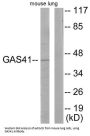 YEATS Domain-Containing Protein 4 (YEATS4) Antibody