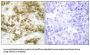 T-Box Transcription Factor TBX15/18 (TBX15/18) Antibody