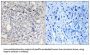 Heparin Cofactor II Antibody
