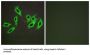Heparin Cofactor II Antibody