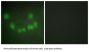 Cyclin-Dependent Kinase 1 (CDK1) Antibody