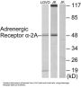 Adrenergic Receptor Alpha 2A (ADRA2A) Antibody