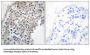 Adrenergic Receptor Alpha 2A (ADRA2A) Antibody