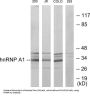 Heterogeneous Nuclear Ribonucleoprotein A1 (hnRNP A1) Antibody