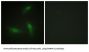 Heterogeneous Nuclear Ribonucleoprotein A1 (hnRNP A1) Antibody