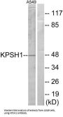 KPSH1 Antibody