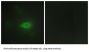 Histidine--tRNA Ligase, Cytoplasmic (HARS) Antibody