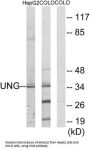 Uracil-DNA Glycosylase (UNG) Antibody