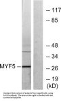 Myogenic Factor 5 (MYF5) Antibody