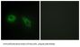 Glucosidase 2 Subunit Beta (GLU2B) Antibody