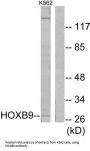 Homeobox Protein Hox-B9 (HOXB9) Antibody