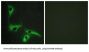 Tetraspanin 8 (TSPAN8) Antibody