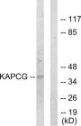 cAMP-Dependent Protein Kinase Catalytic Subunit Gamma (KAPCG) Antibody