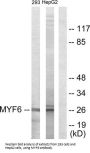 Myogenic Factor 6 (MYF6) Antibody