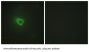 Tyrosine-protein kinase JAK1 (JAK1) Antibody