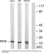 Peptidylprolyl Isomerase F / CYPF (PPIF) Antibody