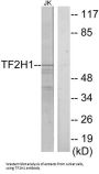 General Transcription Factor IIH Subunit 1 (TF2H1) Antibody
