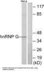 Heterogeneous Nuclear Ribonucleoprotein G (hnRNP G) Antibody