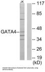 GATA Binding Protein 4 (GATA4) Antibody