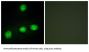 Dual Specificity Protein Kinase CLK1 (CLK1) Antibody