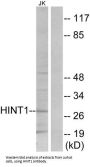 Histidine Triad Nucleotide Binding Protein 1 (HINT1) Antibody