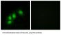 Histidine Triad Nucleotide Binding Protein 1 (HINT1) Antibody