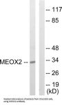 Mesenchyme Homeobox 2 (MEOX2) Antibody