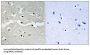 Breast Cancer Type 2 Susceptibility Protein (BRCA2) Antibody