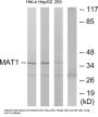 CDK-Activating Kinase Assembly Factor MAT1 (MNAT1) Antibody