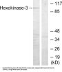 Hexokinase-3 (HK3) Antibody