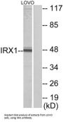 Iroquois Homeobox 1 (IRX1) Antibody