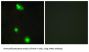 Splicing Factor, Arginine/serine-Rich 3 (SFRS3) Antibody
