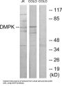 Myotonin-Protein Kinase (DMPK) Antibody