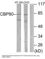 Nuclear Cap-Binding Protein Subunit 3 (NCBP1) Antibody