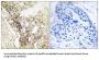 Mediator Complex Subunit 21 (MED21) Antibody