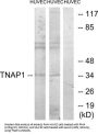 Tumor Necrosis Factor, Alpha-Induced Protein 1, Endothelial (TNAP1) Antibody