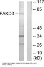 FAST Kinase Domain-Containing Protein 3, Mitochondrial (FAKD3) Antibody