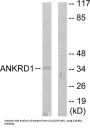 Ankyrin Repeat Domain 1 (ANKRD1) Antibody