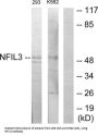 Nuclear Factor, Interleukin 3 Regulated (NFIL3) Antibody
